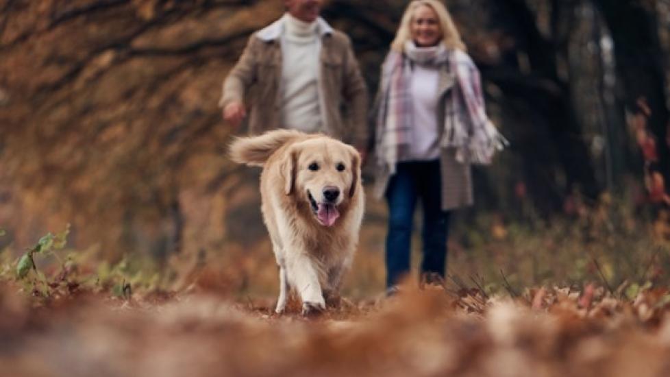 golden retriever hiking through the woods with two humans following