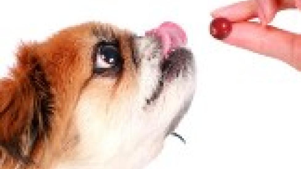 Can Cranberry Help to Prevent Dog Urinary Tract Infection?
