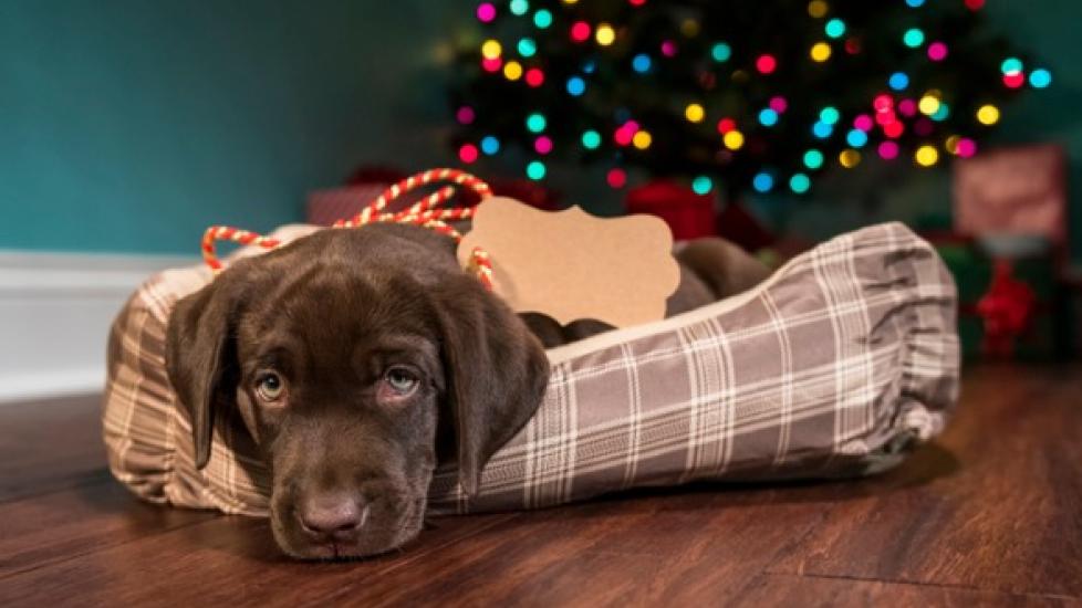 Are Christmas Pets a Good Idea?