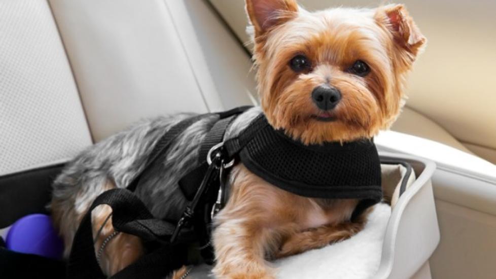 Dog Car Safety: Do You Need a Dog Car Seat, Dog Seat Belt, Barrier or a Carrier?