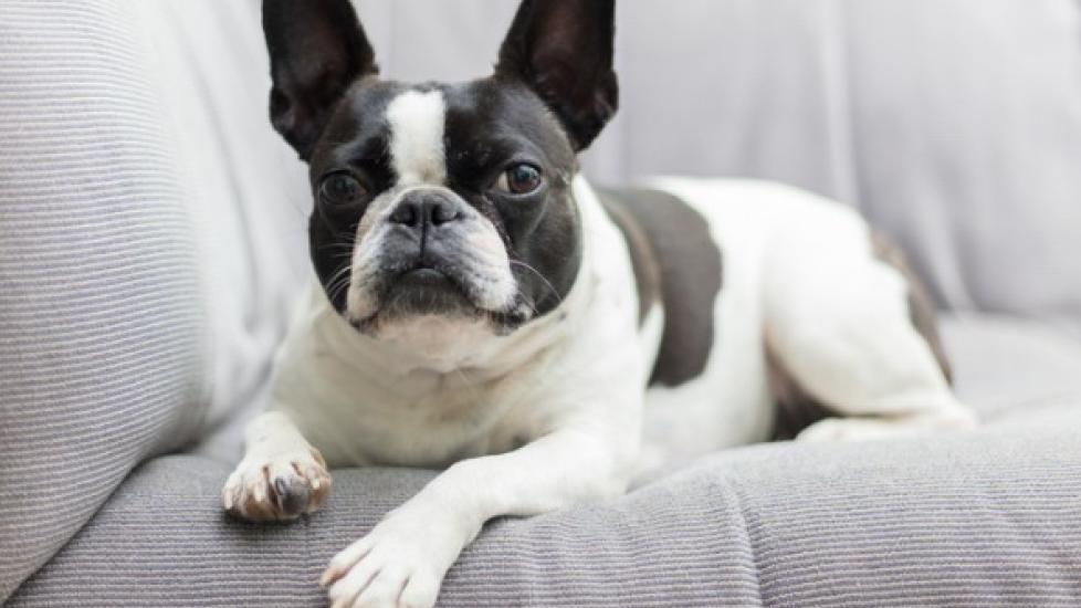 4 Health Care Considerations for Flat-Faced Dogs | PetMD