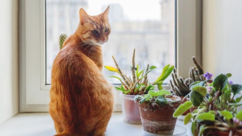 Which Flowers and Plants Are Safe for Cats? | PetMD