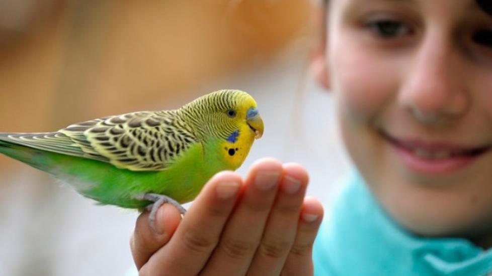 These Are the Best Pets for Kids at Each Age