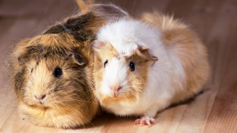 Bluegrass hay outlet for guinea pigs