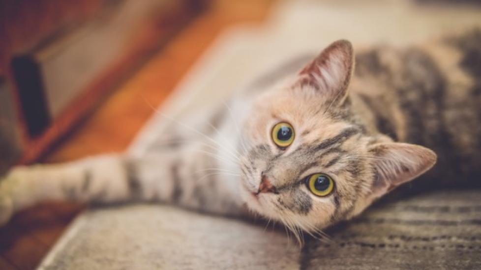 Aspirin Poisoning in Cats