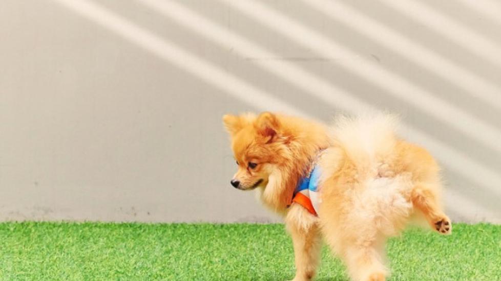 How to Keep Dog Pee From Ruining Your Lawn PetMD