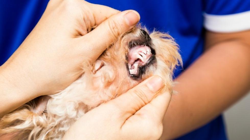 Cyst on the Gums in Dogs