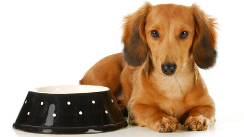 Do I Need a Breed Specific Dog Food?