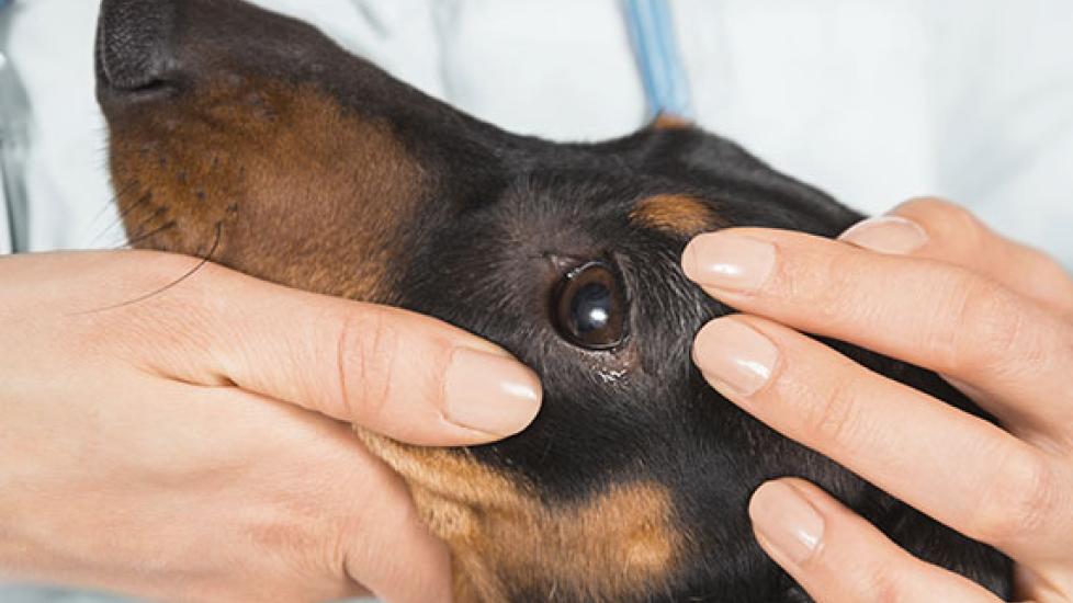 Veterinary Gene Therapy for Eye Diseases May Benefit Both Animals and Humans