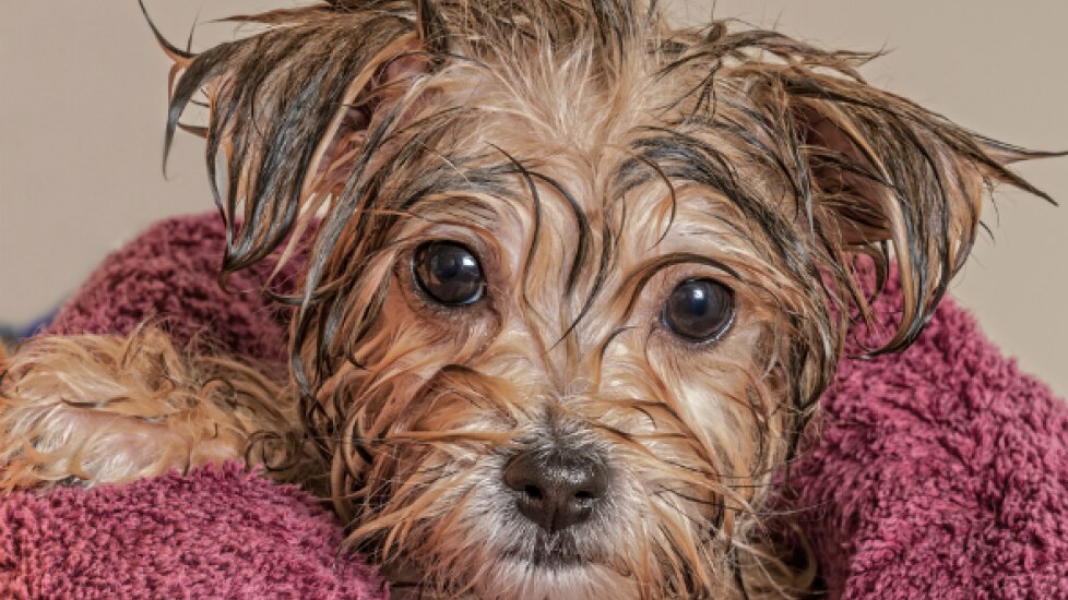 5 Tips for How to Get Rid of Cat Dandruff and Dog Dandruff PetMD