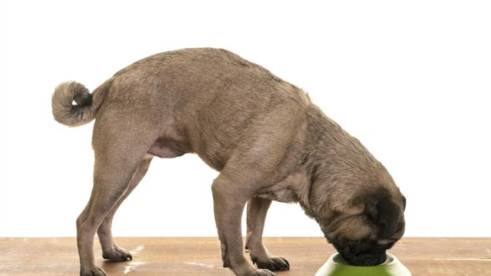 THE DOG'S REAR END: its role in activities and weight distribution