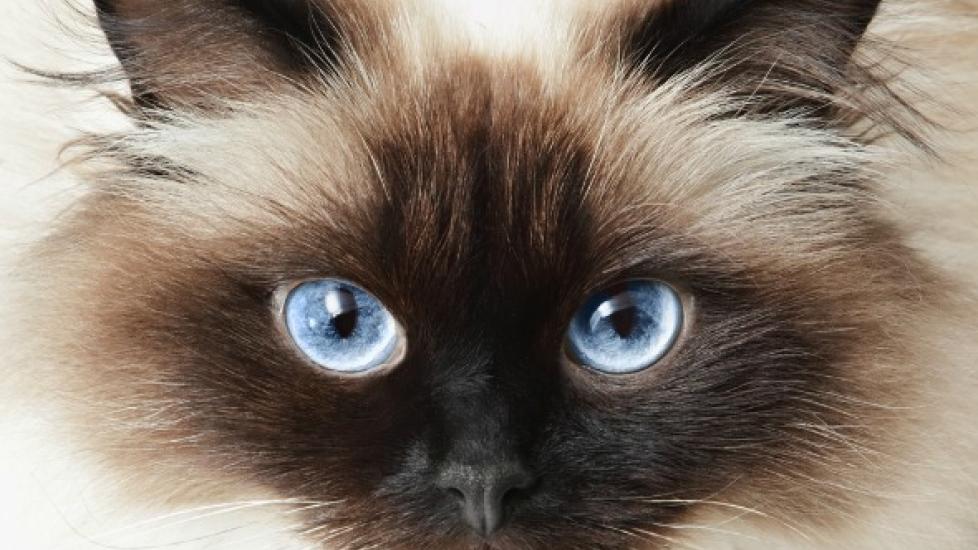 Dark Spots on the Eye in Cats