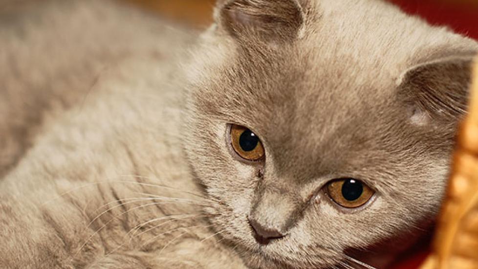 Declaw Kills Kitten… And the Reason is Even Worse Than You Think