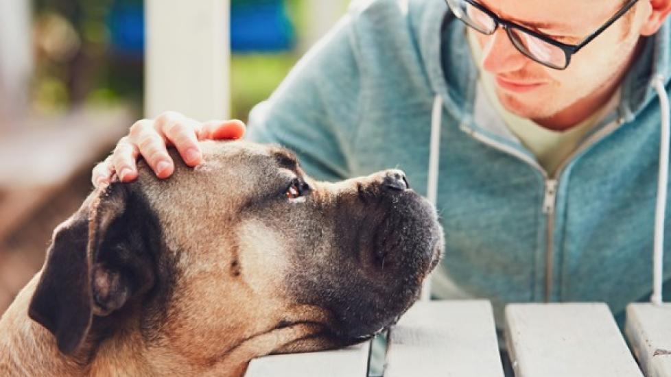 Do Dogs Have a Sixth Sense That Helps Them Read Your Mood?