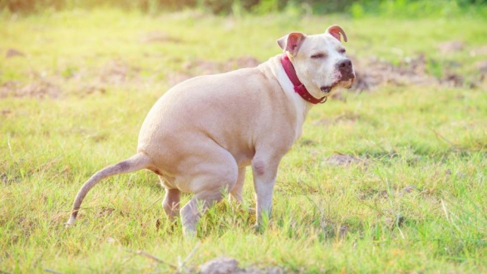 Difficult Defecation and Blood in Stool in Dogs | PetMD