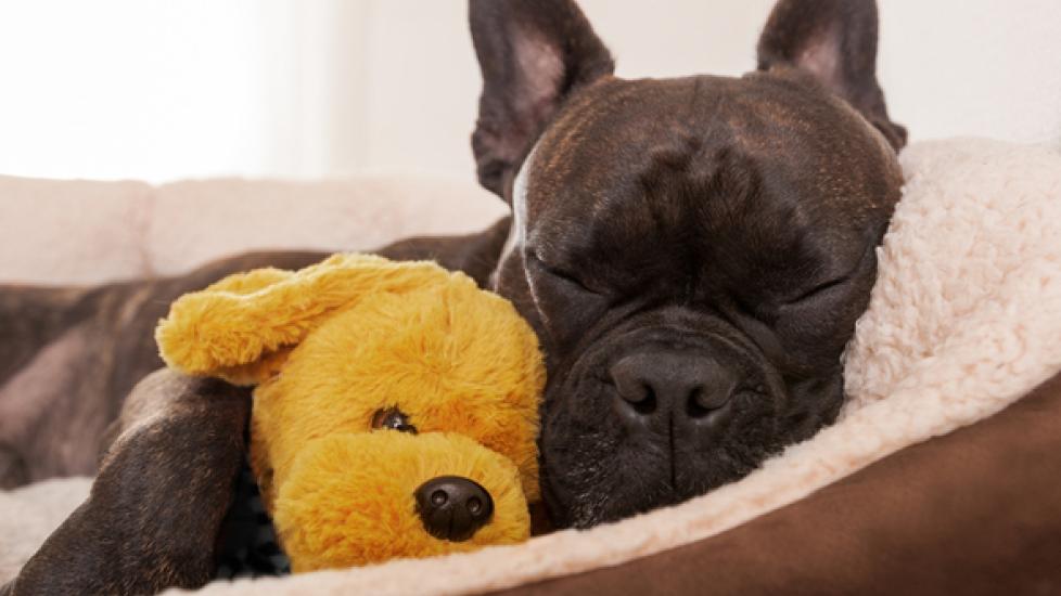 dog in bed with stuffed animal