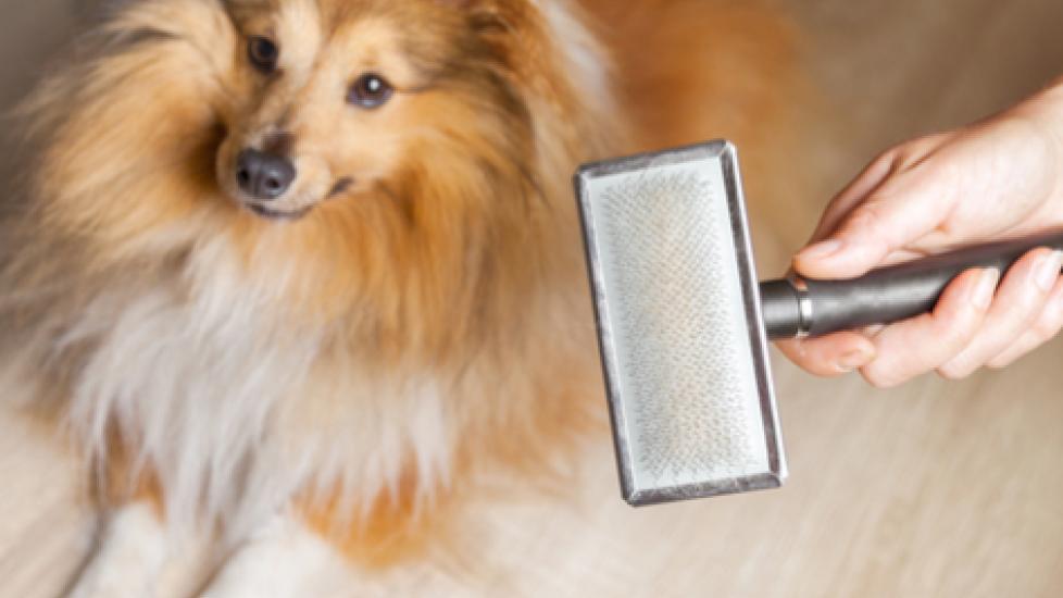 Is Your Pet’s Excessive Shedding a Sign of Illness?