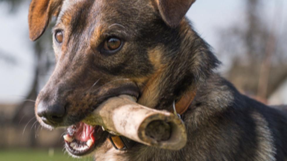 Dogs and Bones: A Dangerous Combination