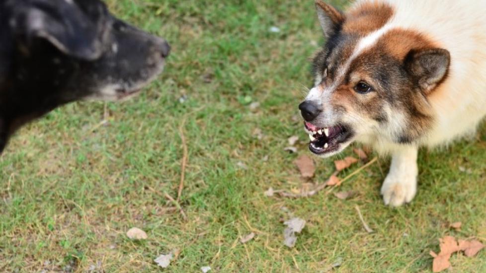 How to Handle Aggression Between Dogs (Inter-Dog Aggressive Behavior)