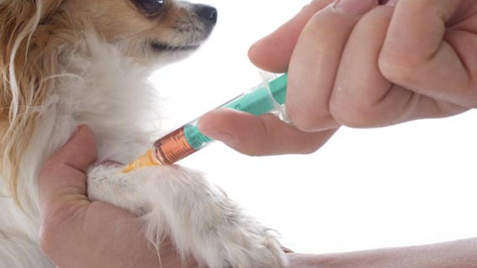 how long do allergy shots last for dogs