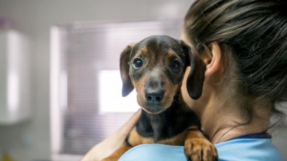 Vaccine Reactions in Dogs: Side Effects and What You Should Know