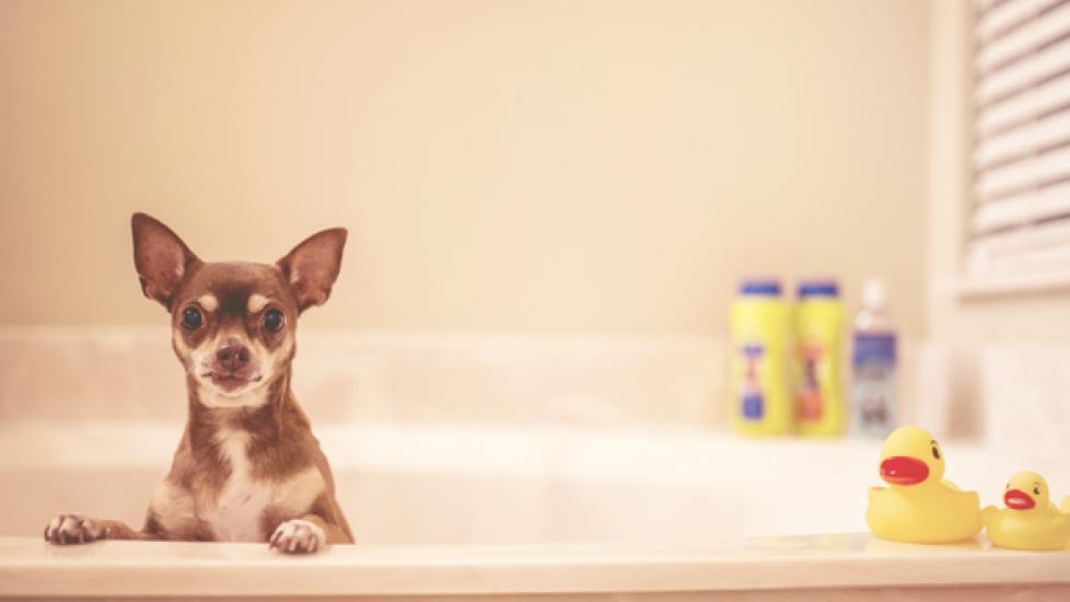 How Often Should You Bathe Your Dog? PetMD