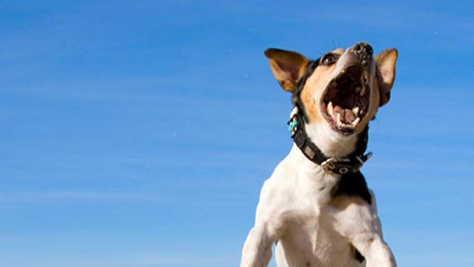 Dogs Biting at Air Experiencing Seizures, Unless it is a Digestive Issue Air Biting in Dogs
