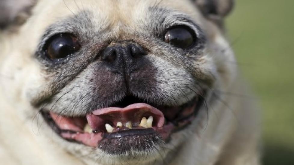 Dog Braces: Everything You Need to Know