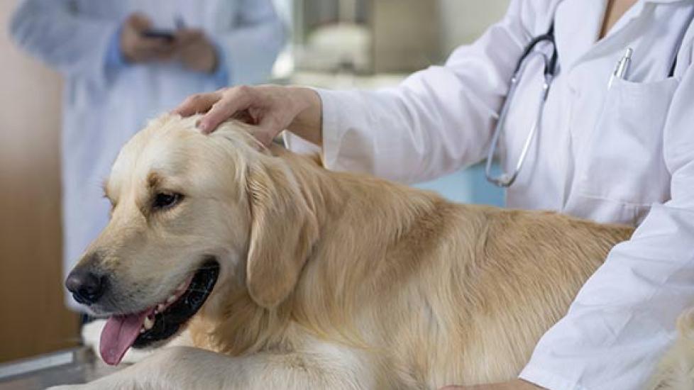 How Effective is Radiation Therapy for Dogs?