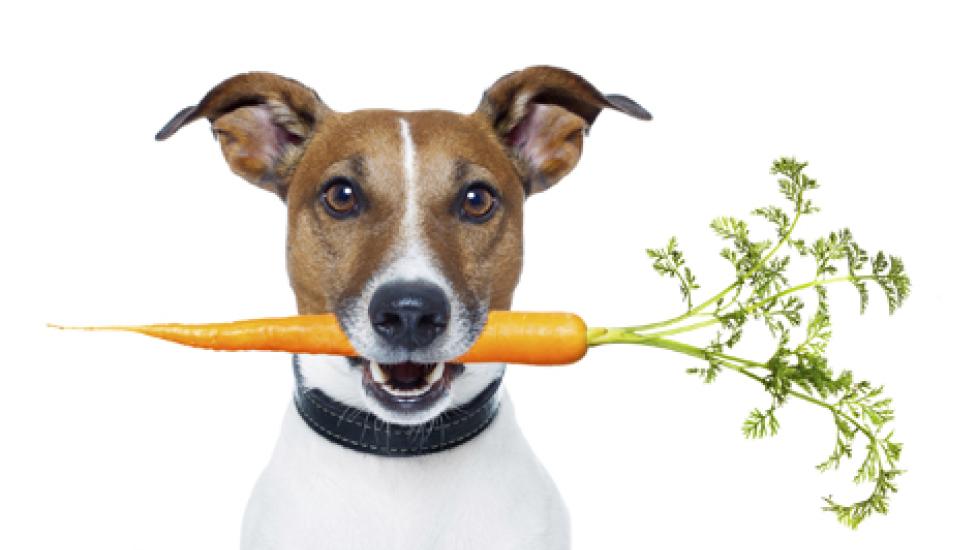 Carrots for dogs shop good or bad