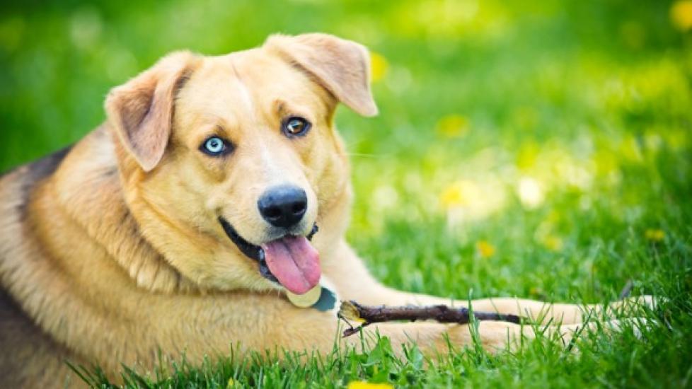 Dog Vomiting Why Is Your Dog Throwing Up? PetMD