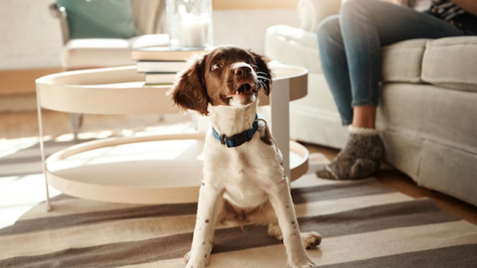 5 Ways Collars Can Harm Your Dog PetMD