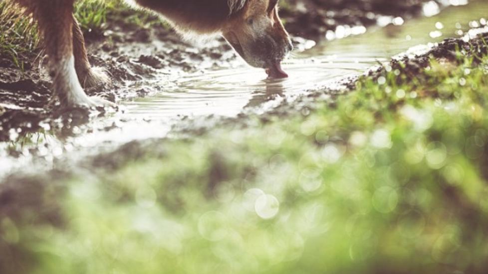 Leptospirosis in Dogs: What It Is and What You Should Know