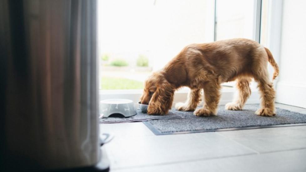 dog with nose in a bowl in front of a sliding glass door