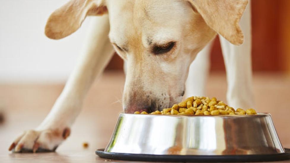 How to Get Dogs to Eat Slower
