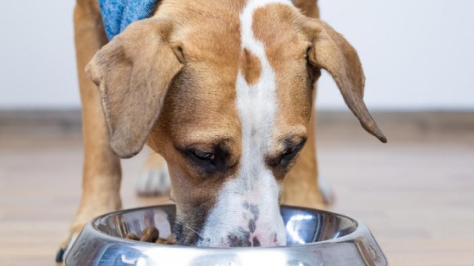 Is Grain-Free Dog Food Causing Heart Disease?