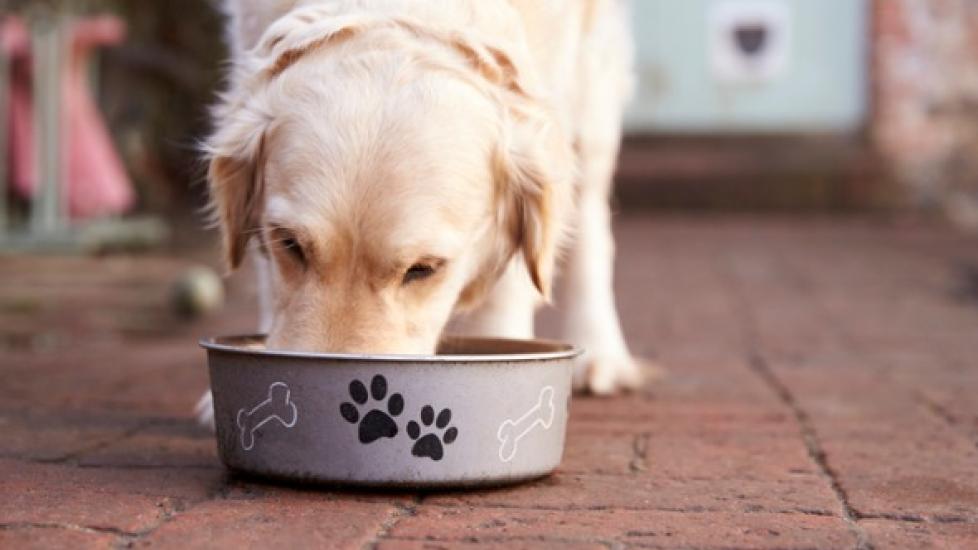 Signs and Symptoms of Dog Food Allergies | PetMD