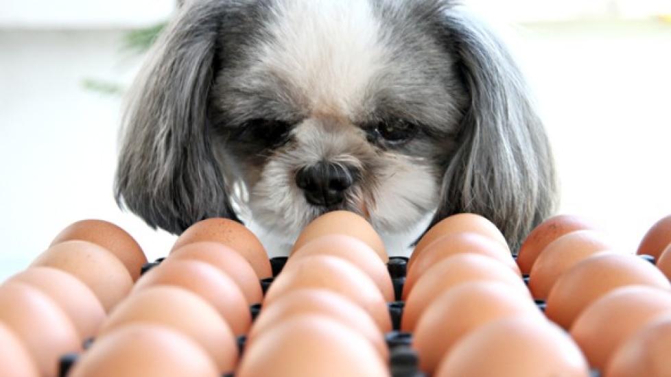 dog looking at a carton of brown eggs