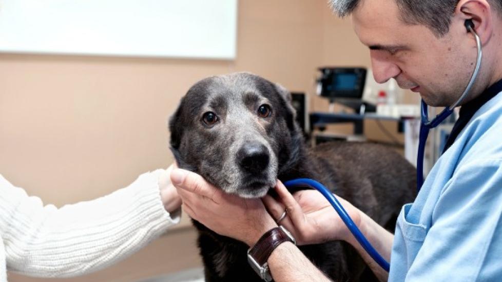 Dog Euthanasia: How to Know it’s Time