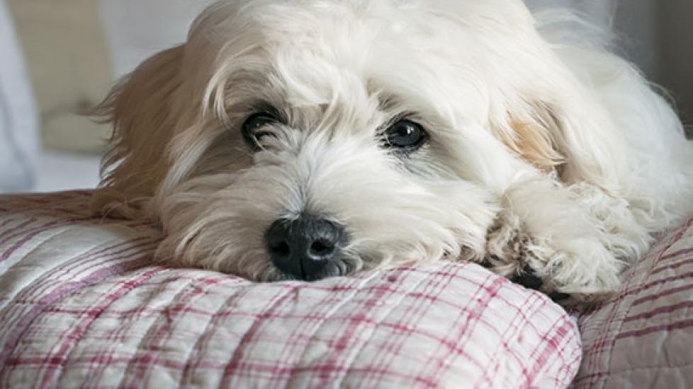 For a Better Bond With Your Pet, Share Sleep PetMD