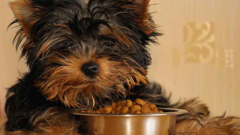 Is There a Connection Between Carbs and Yeast Infections in Pets?