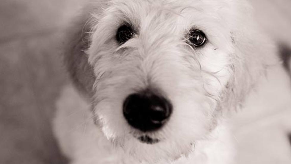 What to Feed to a Dog With Lymphangiectasia | PetMD