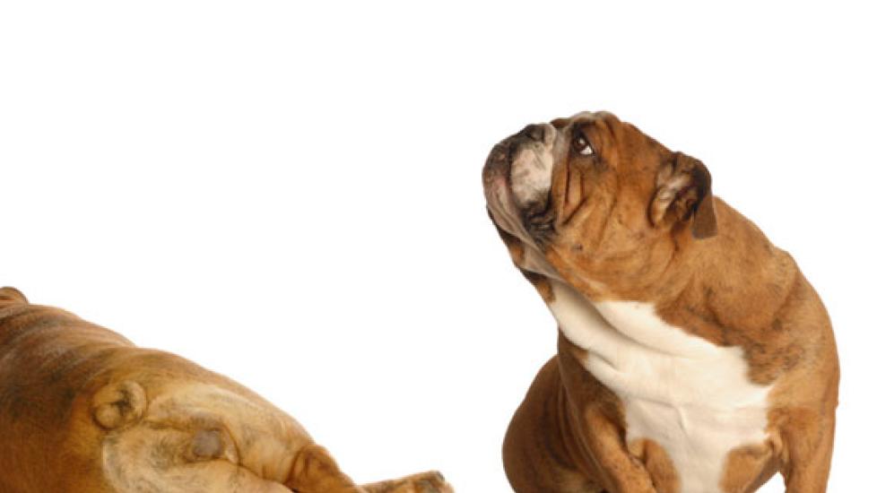 Gas in Dogs and Cats: Dealing with Fetid Flatulence