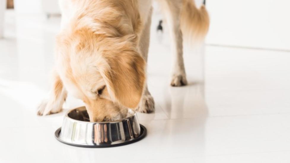 View of Controlling Your Pet’s Eating Behavior | PetMD