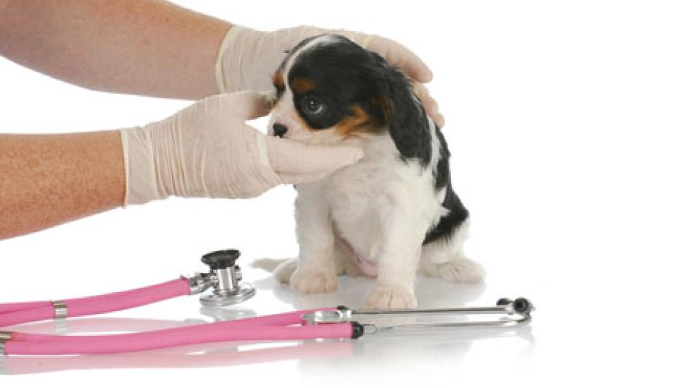 Types of Heartworm Preventive Treatment Products
