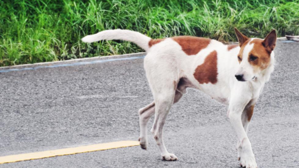 What to Do if Your Dog is Hit by a Car