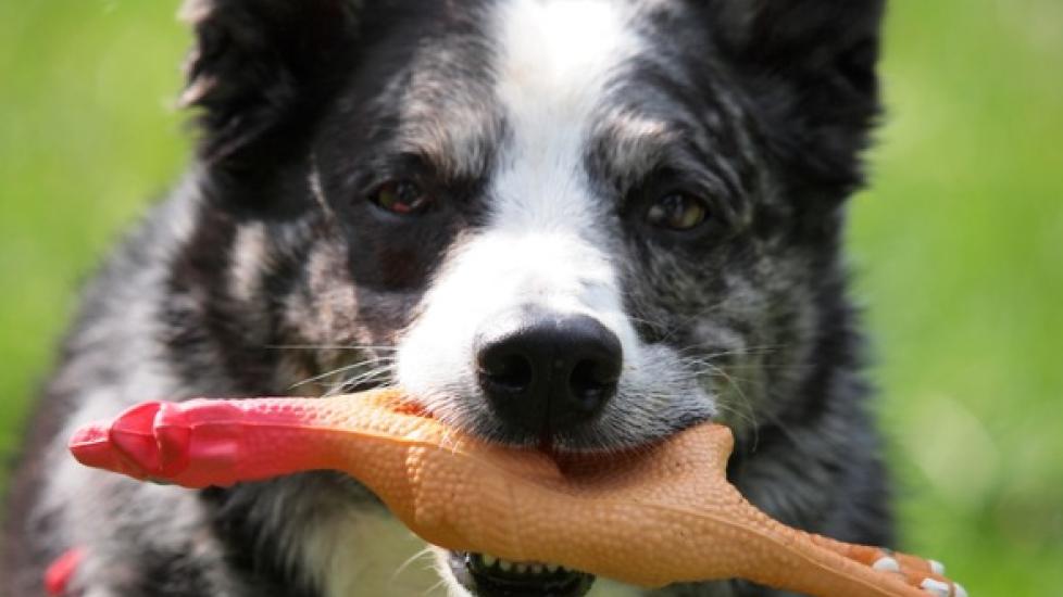 Why Dogs Like Squeaky Toys Petmd