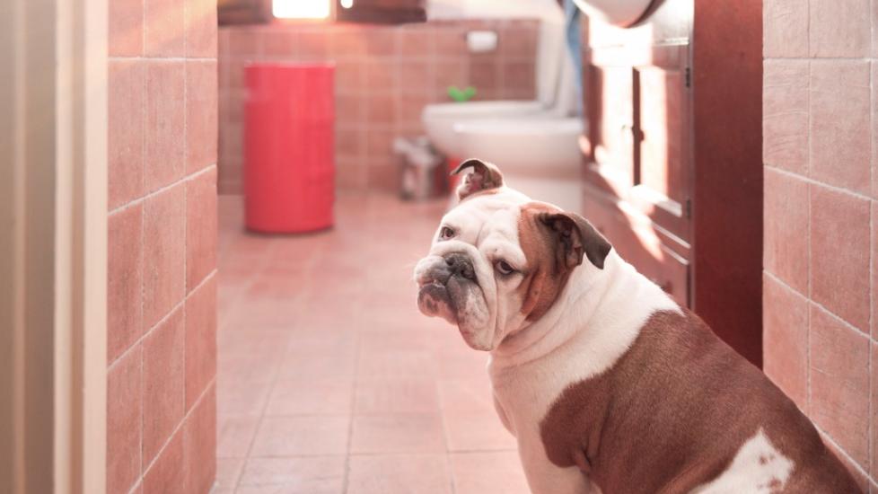 Is Toilet Water Safe for Pets to Drink? PetMD