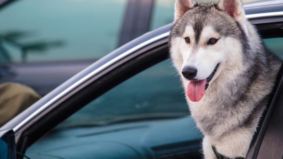 Why Dogs in Hot Cars Isn’t Just a Summer Issue
