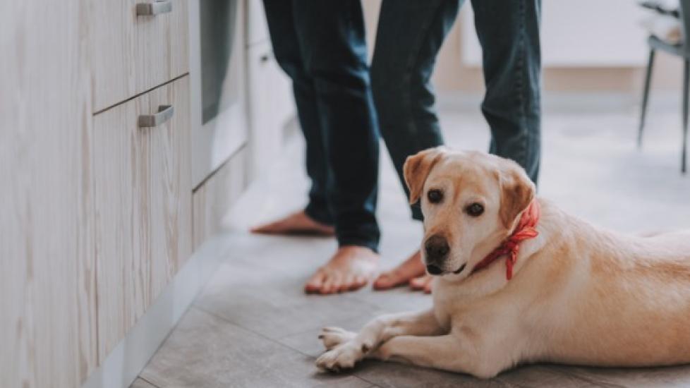 Is Ibuprofen Safe for Dogs? PetMD